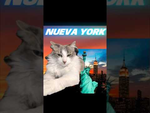 Dónde estará? #cat #yosoydelos7mil #minecraft #shorts #short #gatos #memes #humor