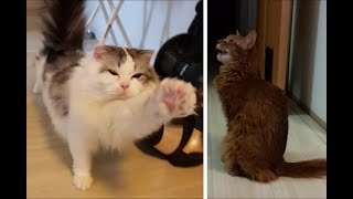 呼べばすぐ来る白モフと、妻の声だけに反応する茶猫