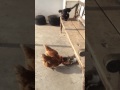 CHiCKENS  AND CATS EATING  AT VILLAGE SIDE !!!!