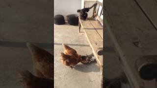 CHiCKENS  AND CATS EATING  AT VILLAGE SIDE !!!!