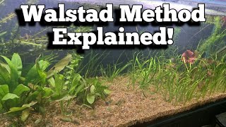 A Self-sustaining Aquarium? Discover the Walstad Method! #walstadmethod #aquarium #fishkeeping