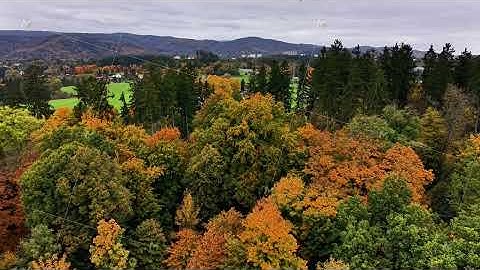 diverse ecological survey capturing colorful leaves and mature tree crowns during fall season