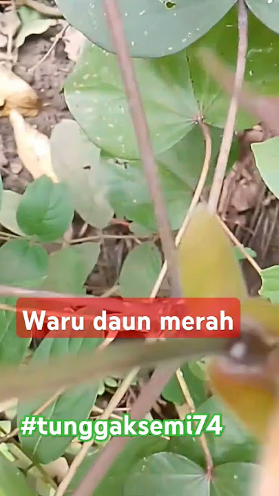 Tanaman waru daun merah#warudaunmerah#bonsaiwarumerah #bonsaitree #bonsaiwaru #tunggaksemi74
