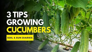 3 Tips for Growing Cucumbers Effectively at Home
