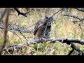 Great Horned Owl hunting