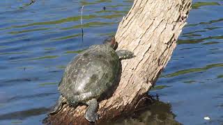 turtle climbing tree