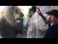 Sedgwick county zoo Michael the Lion