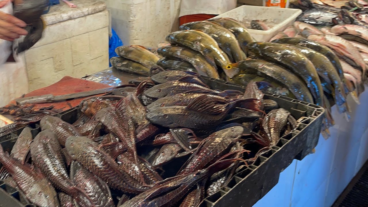 FARTURA E DELÍCIAS DA FEIRA DE PEIXES #manausamazonas #ribeirinhos #pescaria #fishing #amazon #pesca