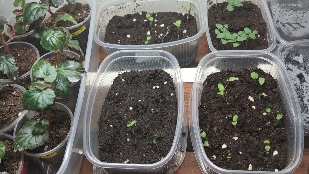 Дельфиниум посев. Три способа. Но РАСТЁТ ТОЛЬКО ОДИН.