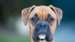 Grooming a Boxer  Is It Easy?