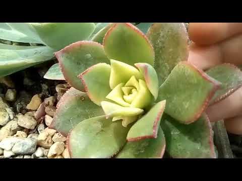 Video: Candelilla Wax Euphorbia Info: Aprenda sobre el cuidado de las plantas de Candelilla