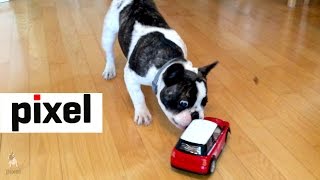 Pixel the French Bulldog Loves a Remote Control Car by Pixel 5,936 views 8 years ago 1 minute, 4 seconds