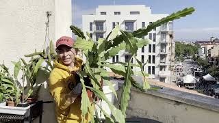 TENGO QUE REPLANTAR PARA REJUVENCER MI EPIPHYLLUM (cactus orquídea)