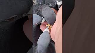 🕊️☀️Gołębie Miejskie #gołąb #pigeon #taube @ewak7702