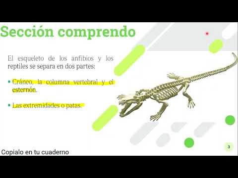 Video: Deformidad Esquelética En Anfibios