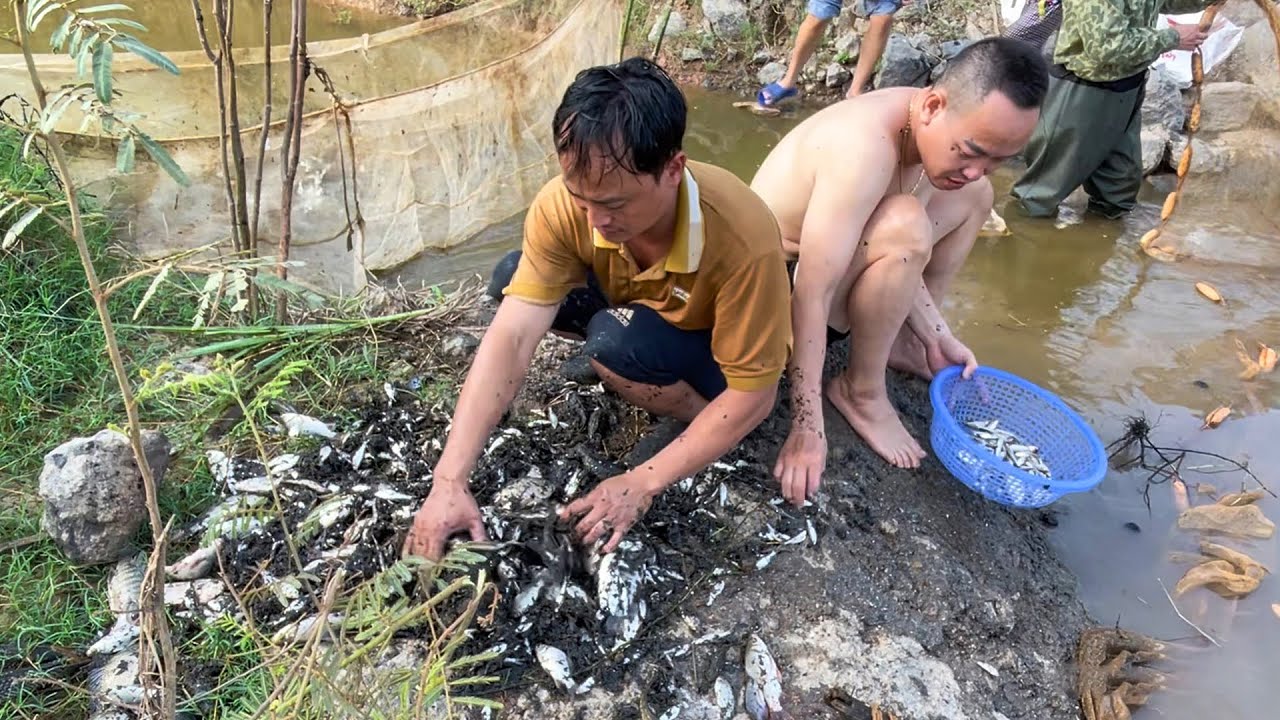 💥 Độc lạ Chế Ba Vì: Dùng lưới chặn cửa cống BẮT CÁ