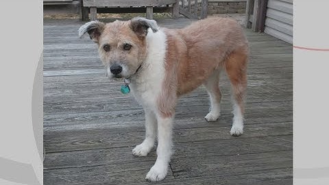 Doggone Weather in Northeast Ohio for May 30: Lexy