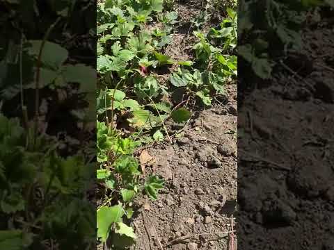Erdbeeren pflegen