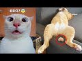 Funniest Animal Moments 2022 😂 Funniest Cats and Dogs 🐶😸 Ep 01 | Cute Buddy