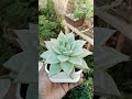 Molded Wax "Echevria Agavoides Aquamarine #shorts #intro #succlents #plants