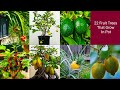 Top 22 Best Fruits To Grow In Pots | In Containers | ಪಾಟಲ್ಲಿ ಬೆಳೆಯುವ ಹಣ್ಣಿನ ಗಿಡಗಳು