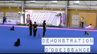 Démonstration d'obéissance en groupe _ Championnat de France du Chien de Race (Nantes) by Pattes de Cyno 461 views 6 years ago 7 minutes, 35 seconds