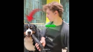 These Owners Realized Their Dogs Can Understand Them