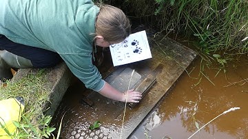 Checking a mink raft