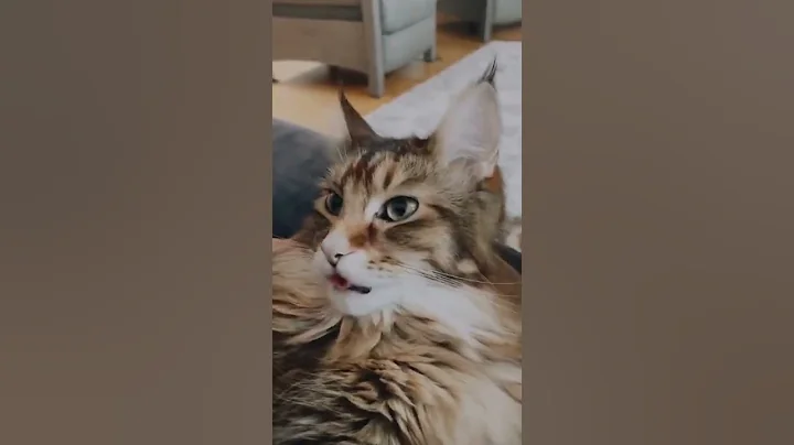 Watch the video about Cute And Funny Cats Videos Compilation | CUTE Cats #Cats 🐱🥰