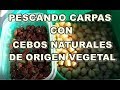 PESCANDO CARPAS CON CEBOS NATURALES  DE ORIGEN VEGETAL, GARBANZOS Y UVAS PASAS