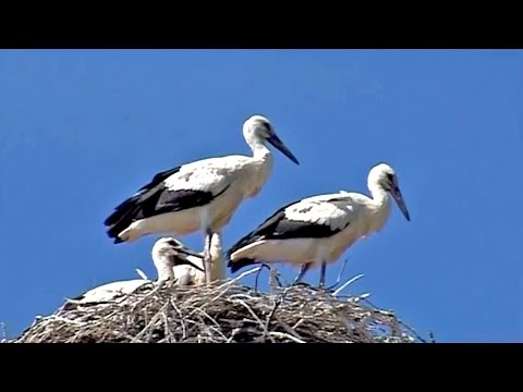 Video: Kada se pare djetlići s naborima?