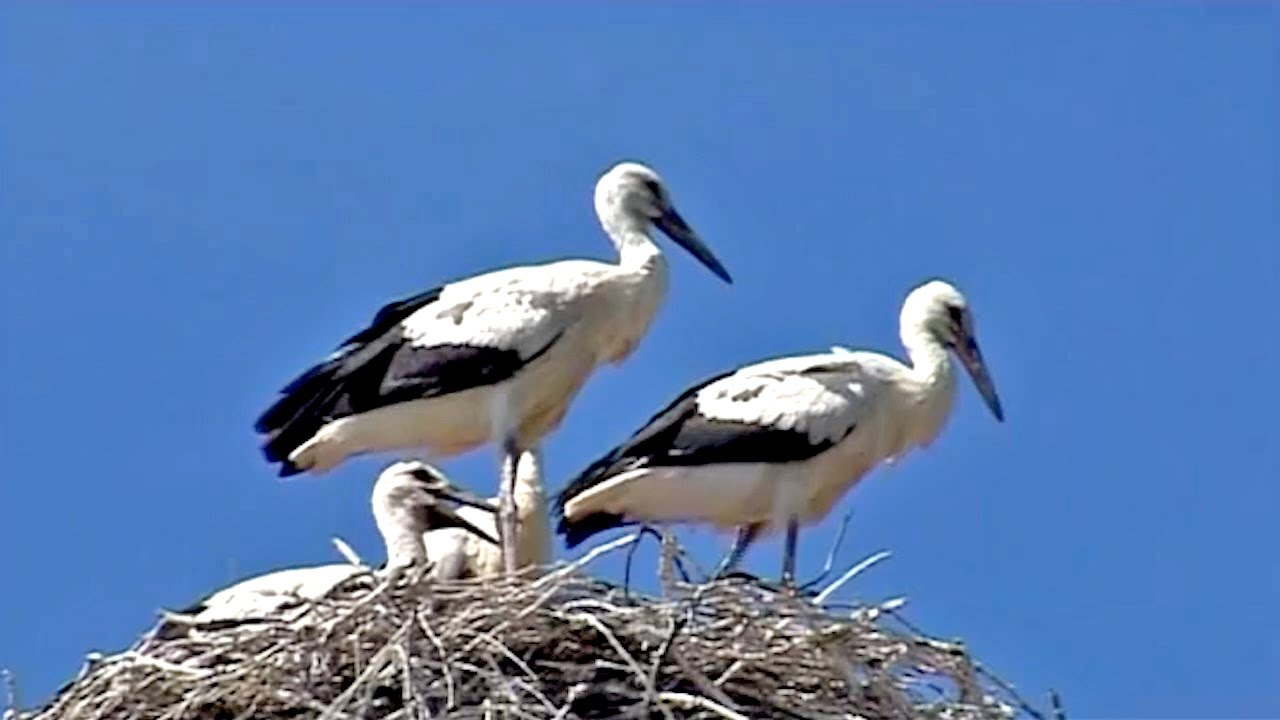 Kako se gnijezde rode