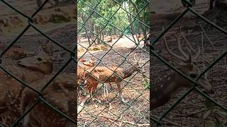 Jhargram Zoological Park #youtube #youtubeshorts #shortsfeed #ytshorts #shorts #jhargram #zoo