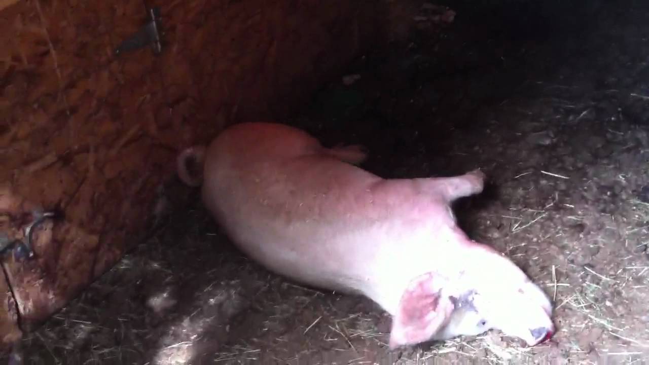 How to kill pig... American Style YouTube