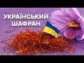 Як на Півдні України збирають шафран - найдорожчу пряність