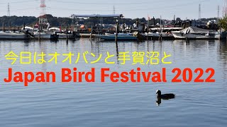 今日はオオバンと手賀沼とJapan Bird Festival 2022