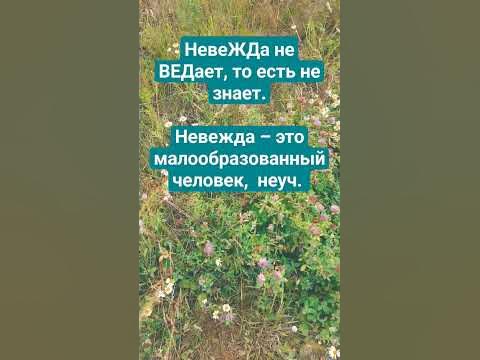 НЕВЕЖА И НЕВЕЖДА #егэ #огэ #русскийязык #паронимы #грамотнаяречь - YouTube