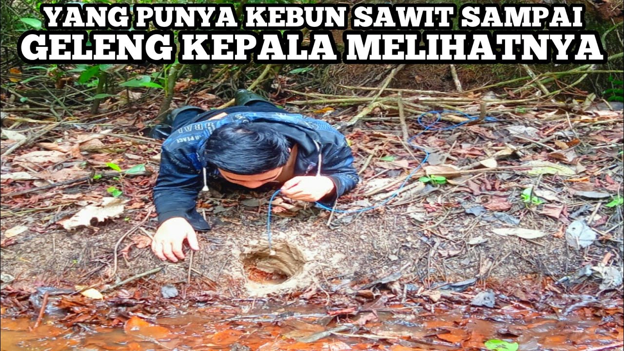 Terlampau Besar Katanya! Pemilik Kebun Sawit Ini Sampai Kaget Melihat Besarnya Belut Yang Saya Dapat