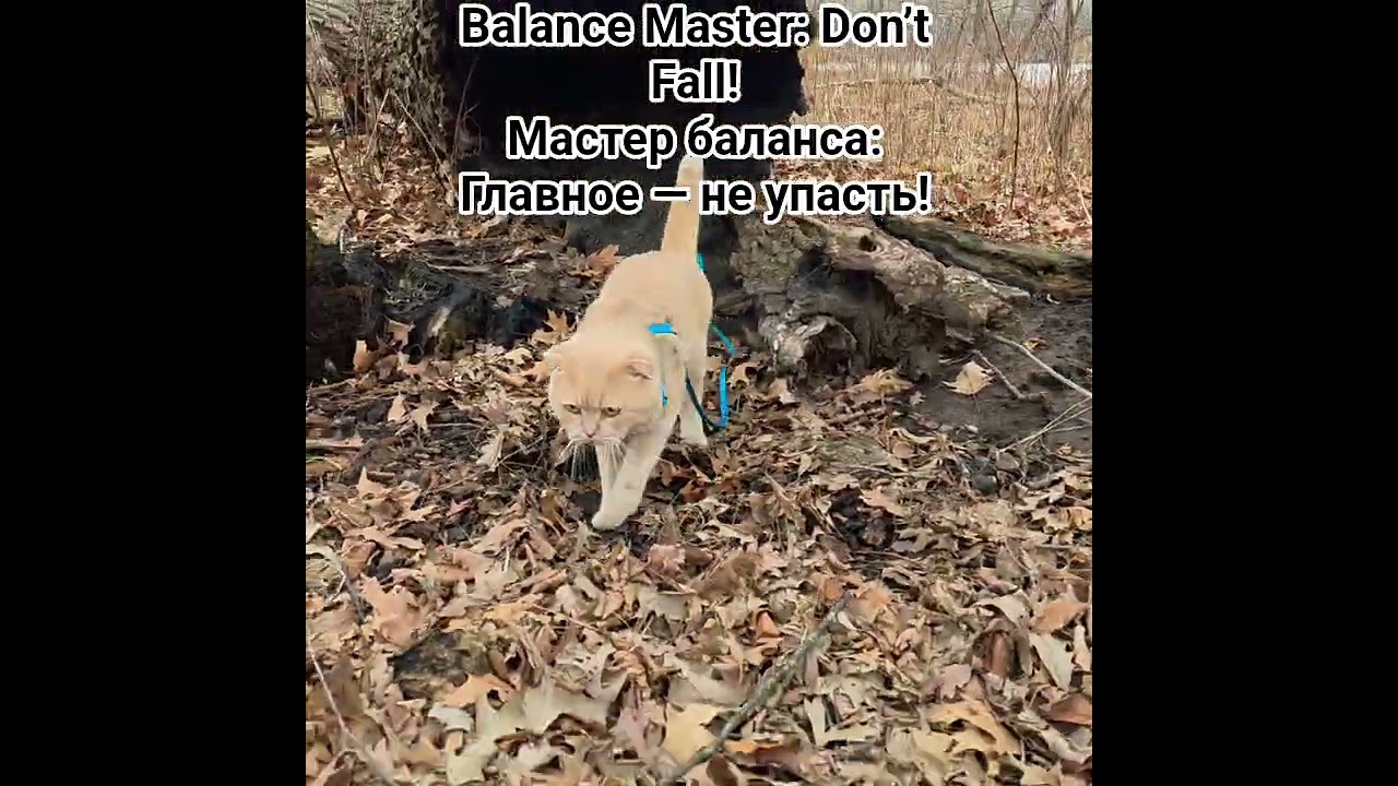 ‪@Vegasscotishfold‬