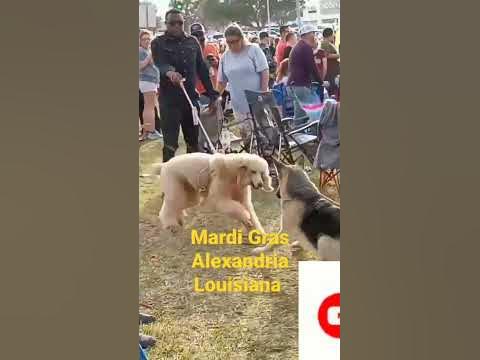 mardi gras hype video