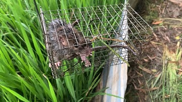 Cách đặt bẩy chuột đường mòn hiệu quả