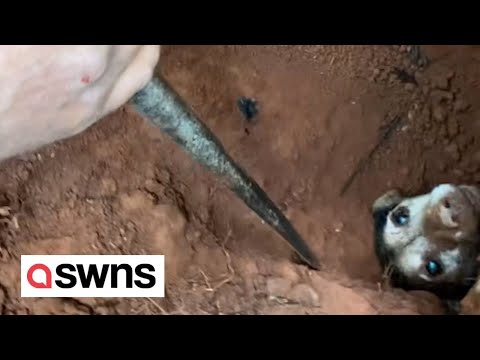 Heroic moment dog was rescued after falling down a rabbit hole | SWNS