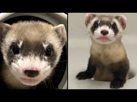 How This Ferret From 1988 Was Cloned