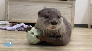 楽しそうなものにはすぐ釣られるカワウソ、釣りだけに。　Otters immediately approach a toy that looks fun