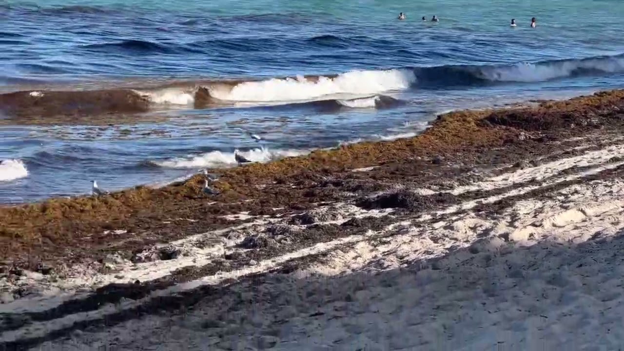 Miami Beach seaweed July 2, 2022 YouTube