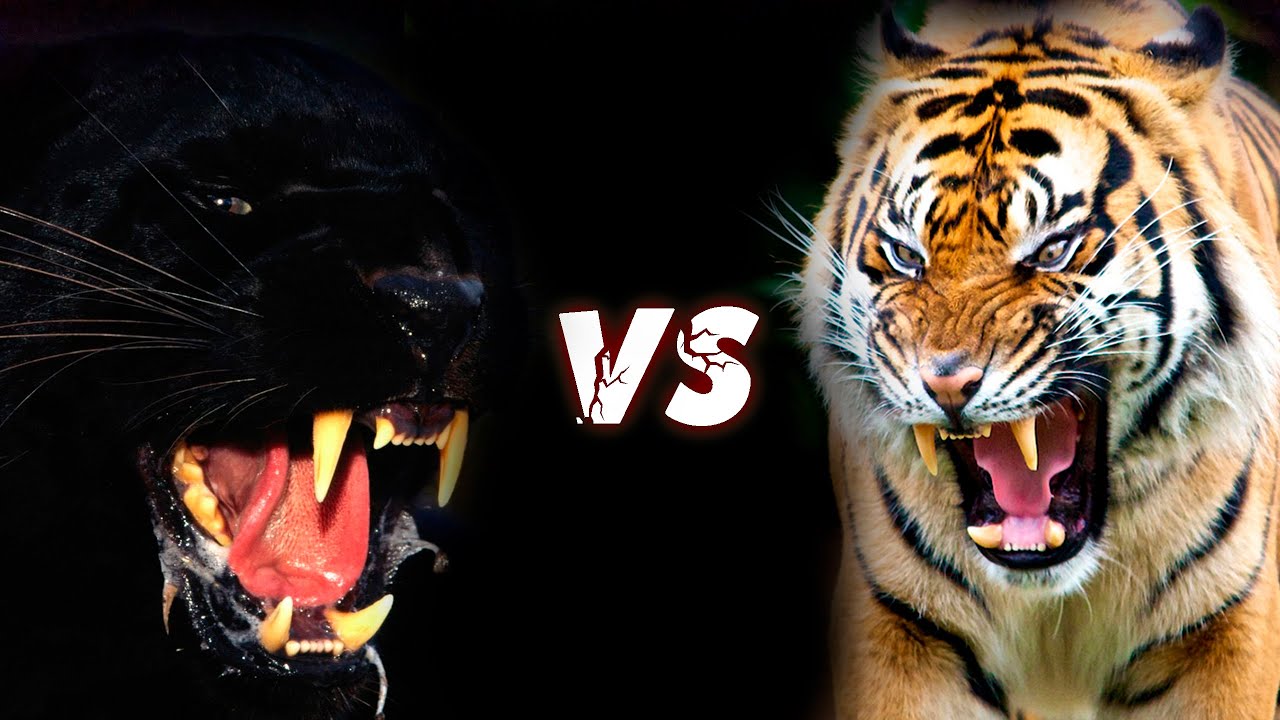 Кто сильнее ягуар или тигр. Тигр или Ягуар. Ягуар vs тигр. Пантера против Льва. Ягуар против тигра.