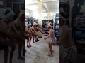 العساكر في الجيش مسخره السنين 18