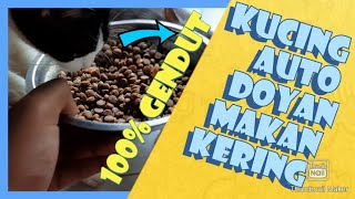 Tips/cara agar kucing mau makan kering,| 100% BERHASIL | #kucing #kucinglucu #kucinggemuk