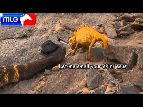 MLG SNAKE MONTAGE