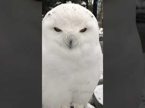 🦉Белая полярная сова #wildlife #youtubeshorts #animals #amazing